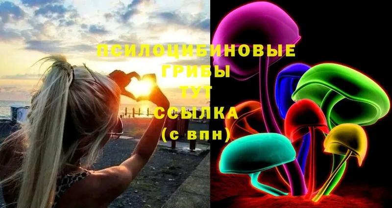 сколько стоит  Рыльск  Псилоцибиновые грибы Psilocybe 